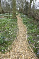 Path between the borders filled with crocus and large variety of snowdrops.
