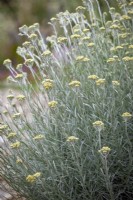 Helichrysum italicum syn. Helichrysum rupestre misapplied - Curry plant