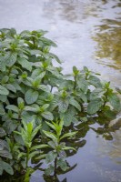 Mentha aquatica syn. Mentha subspicata - Water mint