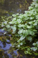 Mentha aquatica syn. Mentha subspicata - Water mint