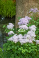 Thalictrum aquilegiifolium - Columbine meadow rue, Feathered columbine