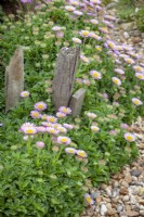 Erigeron glaucus - The seaside daisy, Glaucous-leaved fleabane, Beach aster - growing along the edge of a gravel path