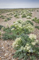 Crambe maritima - Sea kale, Sea cabbage - on the beach at Selsey.