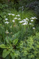 Iris 'Sibirica Alba' and Primula florindae copper-flowered form with Alchemilla mollis and Carex elata 'Aurea'