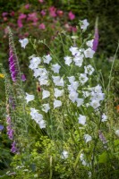 Campanula persicifolia 'Chettle Charm' - Bellflower - with Digitalis purpurea - Foxgloves