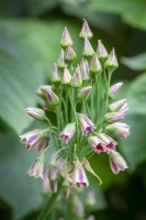 Nectaroscordum siculum subsp. bulgaricum syn. Allium meliophilum  - Bulgarian honey garlic