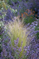 Stipa tenuissima syn. Nassella tenuissima - Mexican feather grass, amongst Nepeta racemosa 'Walker's Low'