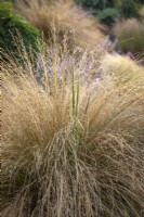 Chionochloa rubra AGM syn. Chionochloa conspicua 'Rubra', Danthonia raoulii var. rubra - Red tussock grass