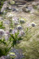 Astrantia growing through Stipa tenuissima syn. Nassella tenuissima - Mexican feather grass