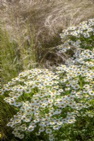 Tanacetum niveum - Silver tansy - with Stipa tenuissima syn. Nassella tenuissima - Mexican feather grass