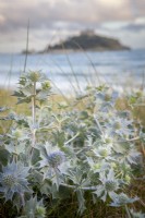 Eryngium maritimum - Sea Holly - with St. Michael's Mount in the background