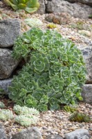 Aeonium haworthii AGM - Pinwheel - planted in gravel