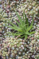 Agave bracteosa surrounded by Sempervivum arachnoideum - Cobweb houseleek