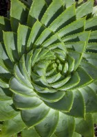 Aloe polyphylla AGM - Many-leaved aloe - forming a Fibonacci spiral