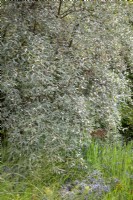 Elaeagnus 'Quicksilver' syn. Elaeagnus angustifolia Caspica Group - Oleaster