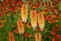 Kniphofia 'Tawny King' AGM - Red hot poker - with Helenium 'Sahin's Early Flowerer' AGM