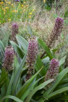 Eucomis comosa 'Sparkling Burgundy' syn. Eucomis 'Sparkling Beauty' - Pineapple lily - with Stipa arundinacea syn. Anemanthele lessoniana