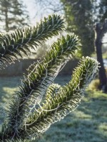 Frosted spider web on Araucaria araucana - Monkey puzzle tree 