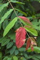 Combretum falcatum. A tropical climber which produces brilliant red leaves on the new flowering shoots August.