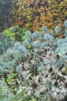 Mixed border next to a beech hedge in autumn with drought resistant plants including Eryngium giganteum, euphorbia, santolina, yucca and Fatsia japonica. November.