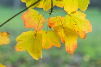 Acer opalus - Italian maple. Autumn colour. December.