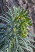 Euphorbia characias subspecies wulfenii flowers unfurling in early Spring - March