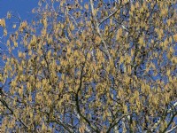 Alnus glutinosa alder catkins  in march Norfolk