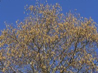 Alnus glutinosa alder catkins  in march Norfolk