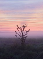 Thistle on misty marshes - Norfolk