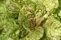 Lactuca sativa  'Merveille des Quatre Saisons'  Lettuce  Syn. Marvel of Four Seasons  July
