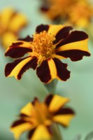 Tagetes patula  'Mr Majestic'  French marigolds  July