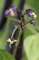 Phaseolus vulgaris  'Purple Queen'  Young dwarf French bean forms as flower dies  July

