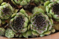 Sempervivum  'Star Sirius'  Houseleek growing in terracotta pot  July
