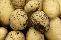 Solanum tuberosum  'Nicola'  Second early potatoes harvested from compost  July	


