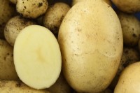 Solanum tuberosum  'Nicola'  Second early potatoes harvested from compost one cut in half  July