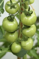 Solanum lycopersicum  'Mountain Magic'  F1 Hybrid unripe tomatoes growing in greenhouse  Syn. Lycopersicon esculentum  July
