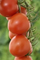 Solanum lycopersicum  'Mountain Magic'  F1 Hybrid tomatoes  Syn. Lycopersicon esculentum  September
