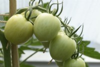 Solanum lycopersicum  'Mountain Magic'  F1 Hybrid tomatoes  Unripe fruit growing in greenhouse  Syn. Lycopersicon esculentum  September