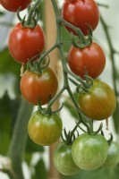 Solanum lycopersicum  'Tomtastic'  Cherry tomatoes  F1 Hybrid  Growing in greenhouse  Syn. Lycopersicon esculentum  August


