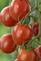 Solanum lycopersicum  'Tomtastic'  Cherry tomatoes  F1 Hybrid  Syn. Lycopersicon esculentum  August