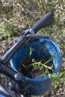 Gardening - for those relying on peddle power transporting seedling undamaged from home to the allotment presents a challenge. In this case is simply found in the high sides of plastic buckets which protect the stems as they are cycled to be planted. 