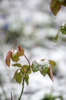 New growth on a rose speckled with snow in a wintry shower. 