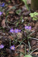 Crocus tommasinianus 'Barr's purple' bulbs in an urban garden. Leaf matter from the previous autumn left to decay naturally. 