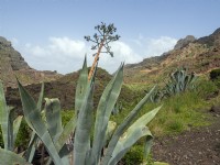 Agave americana plants growing wild in Tenerife, Canary Islands February 