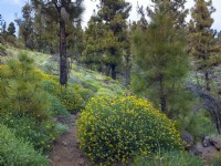 Native Canarian pine forest Pinus canariensis with Tenerife bird's foot trefoil Lotus campylocladus in flower February Tenerife