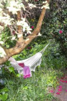Hammock hanging in a camellia grove