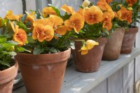 Viola wittrockina - Pansy 'Cats orange' in pots on window sill