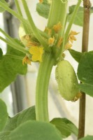 Cucumis sativus  'Crystal Lemon'  Flowers and fruit on cucumber plant with fasciated stem growing in greenhouse  July