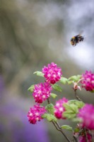 Bee on Ribes sanguineum - Flowering currant, Redflower currant.