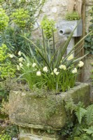 Small narcissi in an old stone water trough in April